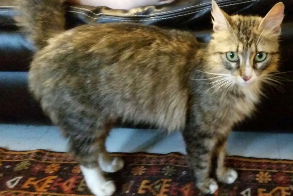 Vermisstmeldung Katze Weiblich , 9 jahre Reims Frankreich