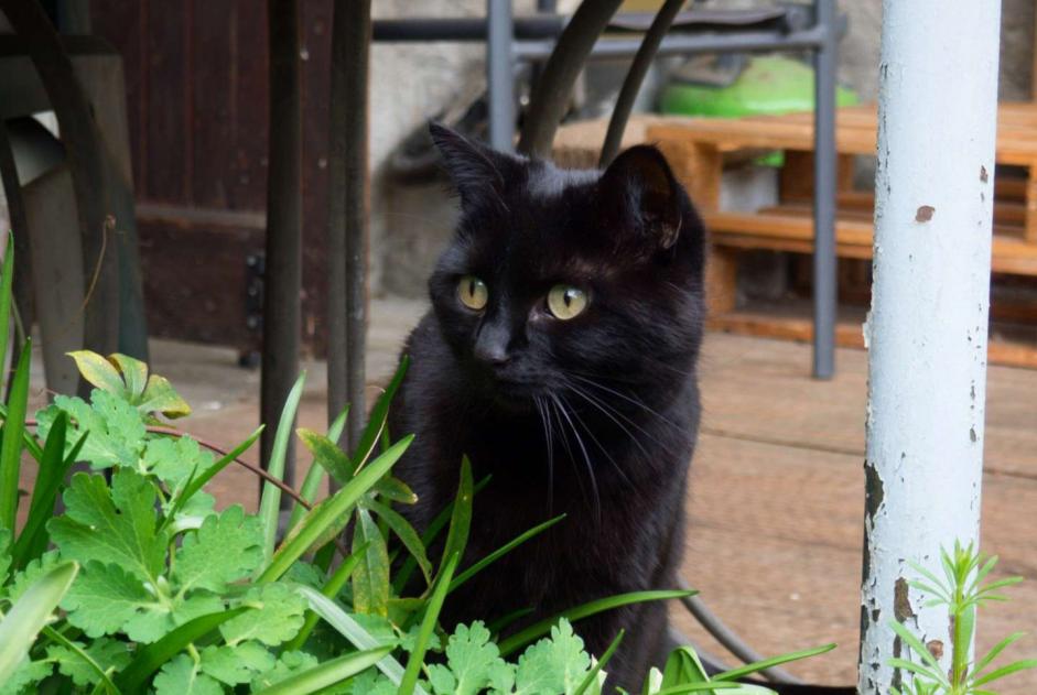 Disappearance alert Cat Female , 8 years Corenc France Disappearance alert Cat Female , 8 years Corenc France