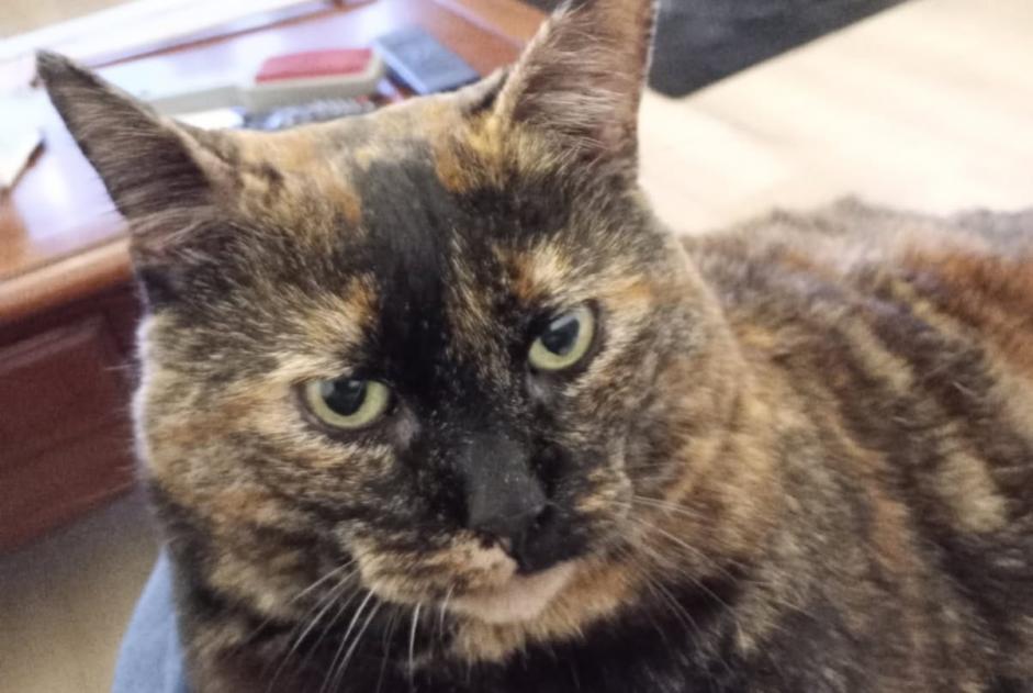 Alerta de Desaparición Gato Hembra , 3 años Mailly-Champagne Francia