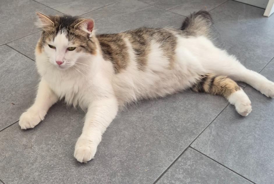 Alerte Disparition Chat  Mâle , 1 ans Verrières-le-Buisson France