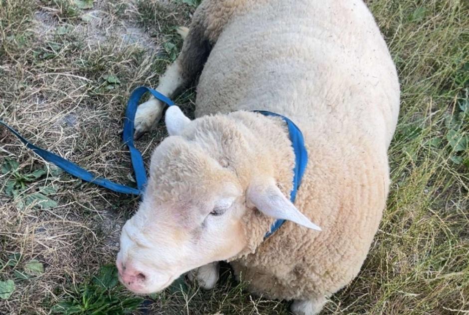 Alerte Découverte Chèvre Mâle Chambrecy France