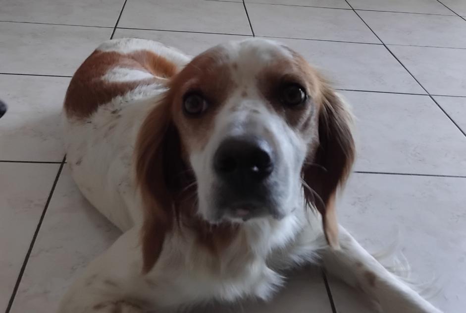 Alerta descoberta Cão  Fêmea Meillac France
