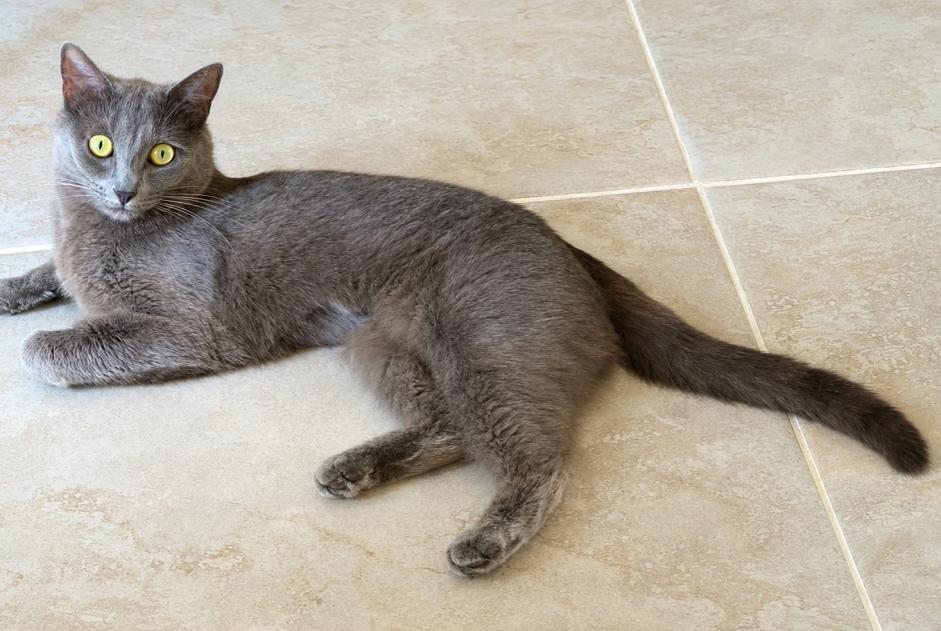 Alerta desaparecimento Gato Fêmea , 2 anos Bouxières-aux-Dames France Alerta desaparecimento Gato Fêmea , 2 anos Bouxières-aux-Dames France
